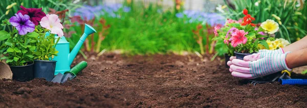 Plantera Blommor Trädgården Selektivt Fokus Natur — Stockfoto