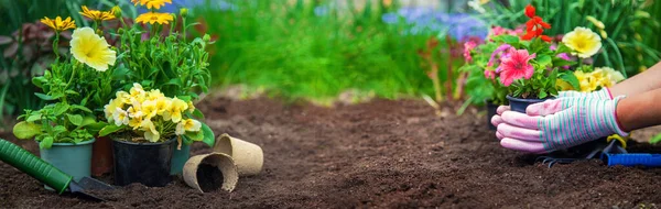 Plantera Blommor Trädgården Selektivt Fokus Natur — Stockfoto