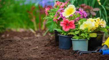 Bahçeye çiçek ekin. Seçici odaklanma. Doğa.