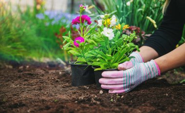 Bahçeye çiçek ekin. Seçici odaklanma. Doğa.