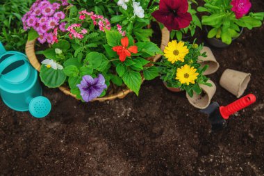 Bahçeye çiçek ekin. Seçici odaklanma. Doğa.