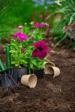 Bahçeye çiçek ekin. Seçici odaklanma. Doğa.