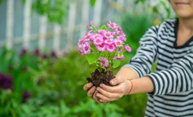 Bahçeye çiçek ekin. Seçici odaklanma. Doğa.
