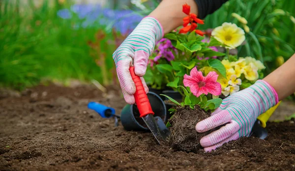 Plant Flowers Garden Selective Focus Nature — Stock Photo, Image