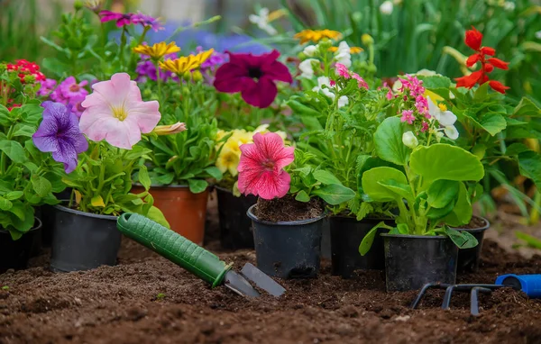 Plantera Blommor Trädgården Selektivt Fokus Natur — Stockfoto