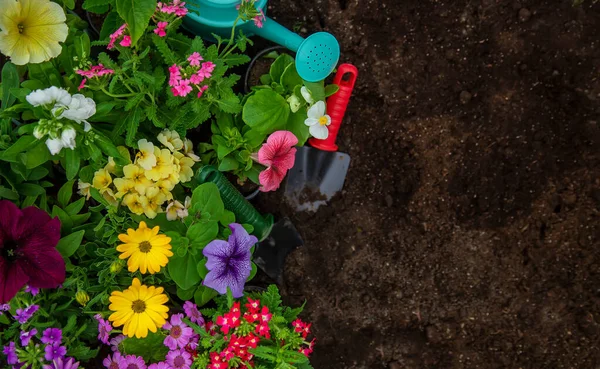 Pflanzen Sie Blumen Garten Selektiver Fokus Natur — Stockfoto
