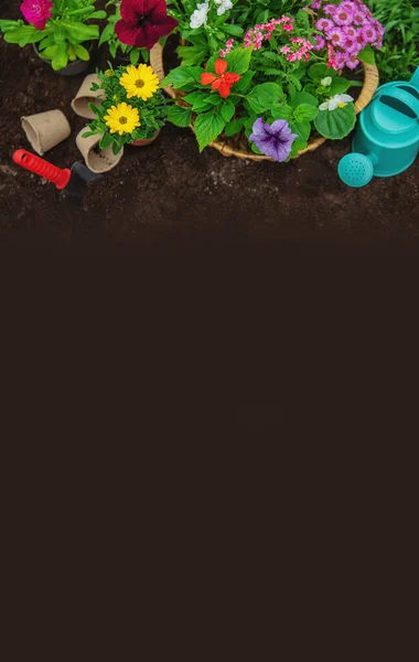 Plantera Blommor Trädgården Selektivt Fokus Natur — Stockfoto