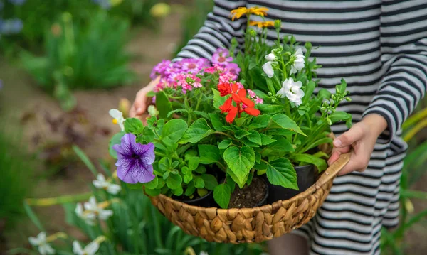 Plant Bloemen Tuin Selectieve Focus Aard — Stockfoto