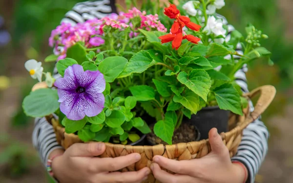 Pflanzen Sie Blumen Garten Selektiver Fokus Natur — Stockfoto