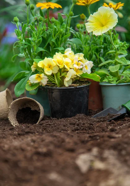 Plantera Blommor Trädgården Selektivt Fokus Natur — Stockfoto