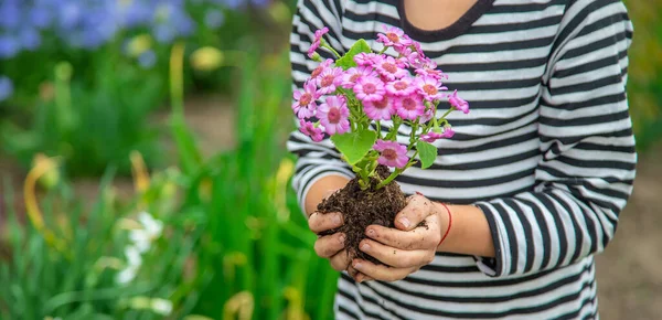Plantez Des Fleurs Dans Jardin Concentration Sélective Nature — Photo
