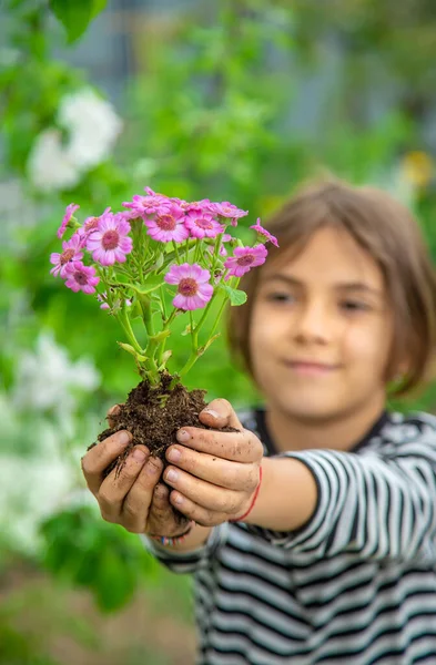 Plantez Des Fleurs Dans Jardin Concentration Sélective Nature — Photo
