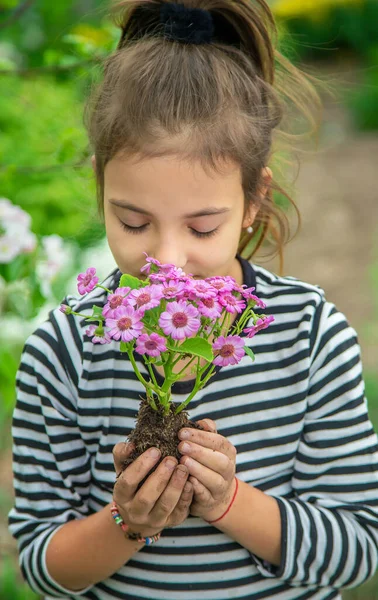 Ültess Virágot Kertbe Szelektív Fókusz Természet — Stock Fotó