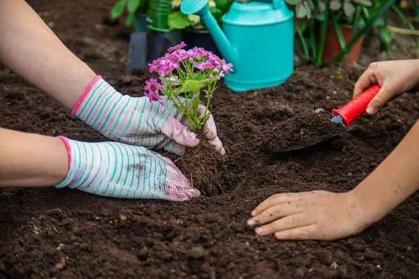 Tanaman Bunga Kebun Fokus Selektif Alam — Stok Foto