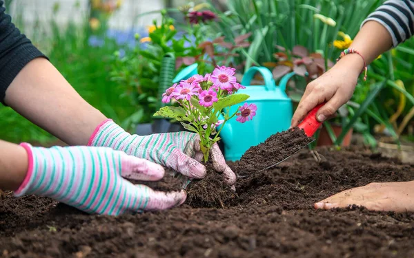 Plantați Flori Grădină Concentrare Selectivă Natura — Fotografie, imagine de stoc