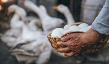 Goose eggs in the hands of grandmother. Selective focus. Food. clipart