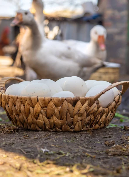 Gåsägg Korg Selektivt Fokus Livsmedel — Stockfoto