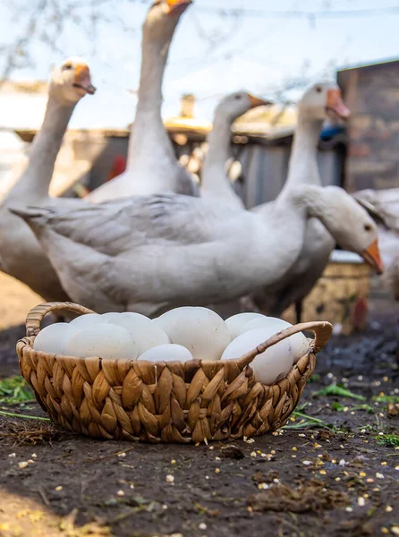 Gåsägg Korg Selektivt Fokus Livsmedel — Stockfoto