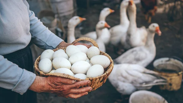 Kaz yumurtaları büyükannenin ellerinde. Seçici odaklanma. Yiyecek..