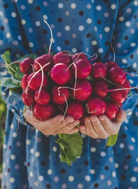 The child holds the harvest radish from the garden in his hands. Selective focus. Food.