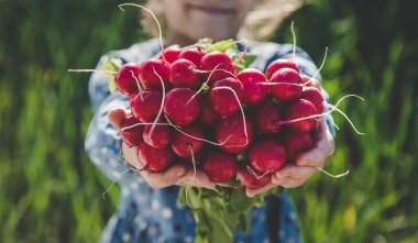 The child holds the harvest radish from the garden in his hands. Selective focus. Food.