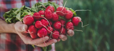 A man holds a harvest radish from the garden in his hands. Selective focus. Food.