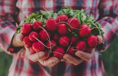 A man holds a harvest radish from the garden in his hands. Selective focus. Food.
