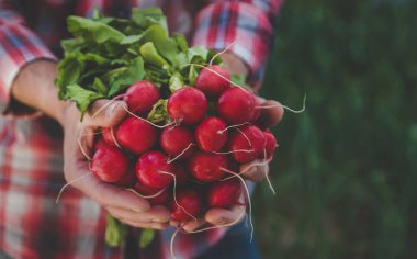 A man holds a harvest radish from the garden in his hands. Selective focus. Food.