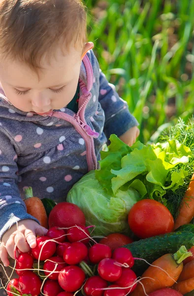 Ребенок Держит Руках Много Овощей Собранных Саду Выборочный Фокус Еда — стоковое фото