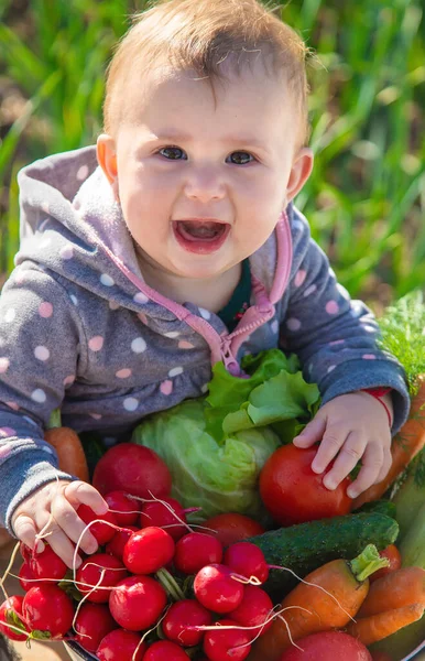 Bebé Tiene Sus Manos Una Gran Cantidad Verduras Cosecha Del — Foto de Stock