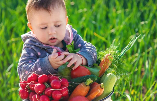 The baby holds in his hands a lot of vegetables harvest from the garden. Selective focus. Food.