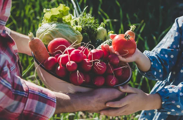 Père Fille Récoltent Les Légumes Potager Entre Leurs Mains Concentration — Photo