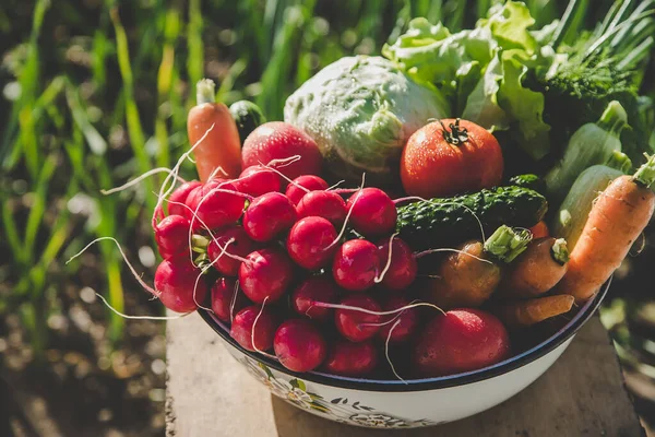 Légumes Dans Récolte Jardin Concentration Sélective Produits Alimentaires — Photo