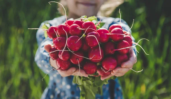 The child holds the harvest radish from the garden in his hands. Selective focus. Food.