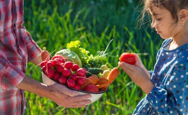 Father and daughter are harvest vegetables from the vegetable garden in hands. Selective focus. People.