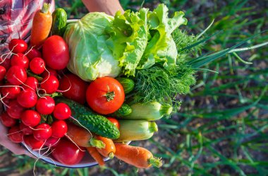 A man holds in his hands harvest vegetables from the garden. Selective focus. Food.