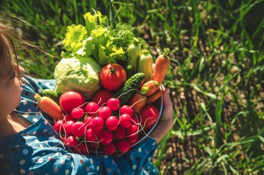 Çocuk bahçede bir sürü sebze hasadı tutuyor. Seçici odaklanma. Yiyecek..