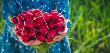 The child holds the harvest radish from the garden in his hands. Selective focus. Food.