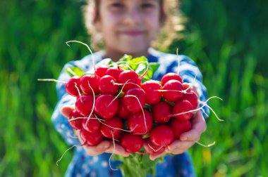 The child holds the harvest radish from the garden in his hands. Selective focus. Food.