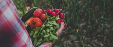 A man holds in his hands harvest vegetables from the garden. Selective focus. Food.