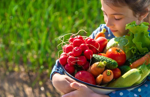 Barnet Håller Sina Händer Hel Del Grönsaksskörd Från Trädgården Selektivt — Stockfoto