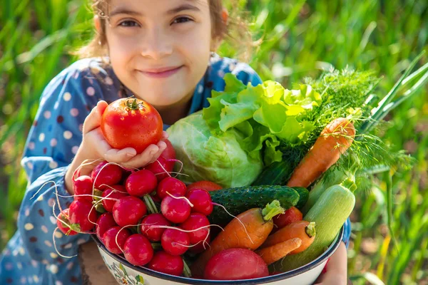 Anak Itu Memegang Tangannya Banyak Sayuran Panen Dari Kebun Fokus — Stok Foto