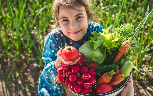 Anak Itu Memegang Tangannya Banyak Sayuran Panen Dari Kebun Fokus — Stok Foto