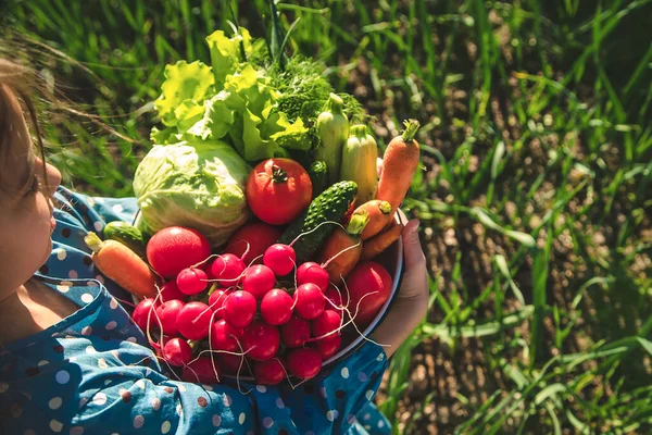 Anak Itu Memegang Tangannya Banyak Sayuran Panen Dari Kebun Fokus — Stok Foto