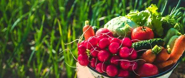 Légumes Dans Récolte Jardin Concentration Sélective Produits Alimentaires — Photo