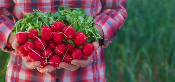 Man Holds Harvest Radish Garden His Hands Selective Focus Food — Stok fotoğraf