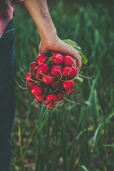 Man Holds Harvest Radish Garden His Hands Selective Focus Food — Stok fotoğraf