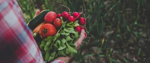 Man Holds His Hands Harvest Vegetables Garden Selective Focus Food — Stok fotoğraf