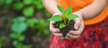 Bir çocuk bahçeye biber ekiyor. Seçici odaklanma. Doğa.
