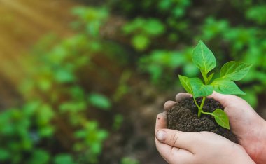Bir çocuk bahçeye biber ekiyor. Seçici odaklanma. Doğa.